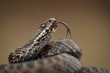 Photo: Snake Snake