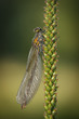 Banded Demoiselle