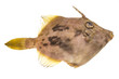 Fish Pesce San Pietro