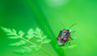 Foto: beetle on grass beetle on grass