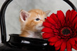 Kitten in black kettle