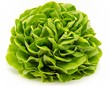 Foto: Lechuga fresca Lechuga fresca