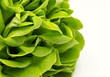 Lechuga fresca