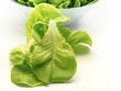 Lechuga fresca