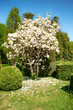 Wonderful tree full of blossoms during spring time