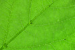 inside of the leaf