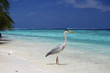 Stork on the ocean