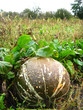 ripe grey pumpkin in kithen garden