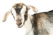 baby goat head