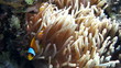 Coral and fish in the Red Sea, Egypt