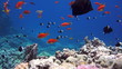 Coral and fish in the Red Sea, Egypt