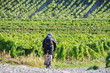 en vtt dans les vignes