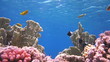 Coral and fish in the Red Sea, Egypt