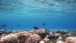 Coral and fish in the Red Sea, Egypt