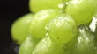 bunch of green grapes on a black background with water drops
