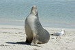 Seelöwenkolonie, Seal Bay, Kangaroo Island, Australien