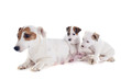 family jack russel terrier