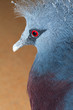 Victoria Crowned Pigeon