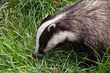Badger