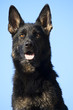 Foto: german sheepdog portrait german sheepdog portrait