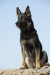 Foto: German shepherd German shepherd