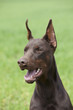 brown doberman