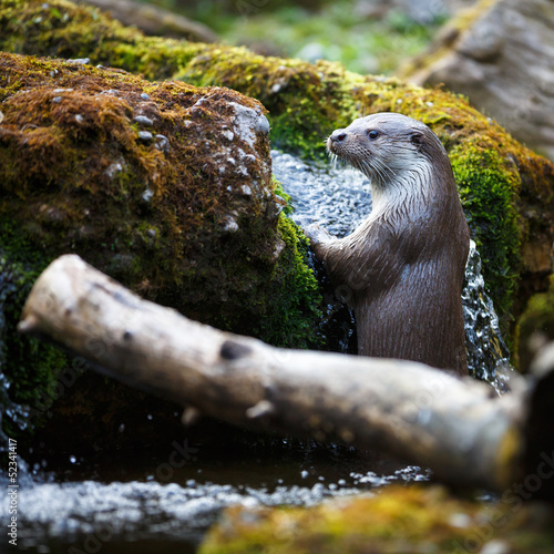 Photo: Eurasian otter (Lutra lutra) Eurasian otter (Lutra lutra)