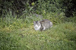 Wild cat in nature