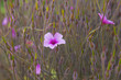 Geranium maderense