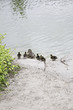 Duck with ducklings