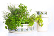 Gartenkräuter Lavabo isoliert