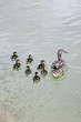 Duck and ducklings swimming