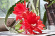 Blooming orchid cactus