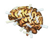 Ilustración: Brain Injury and Repair Brain Injury and Repair
