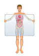 Vektor: Anatomy of human body Anatomy of human body