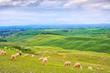Sheeps grazing in green fields in Orcia Valley, Tuscany, Italy