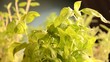 Plante aromatique Pianta aromatica Planta aromática