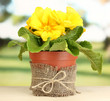 Beautiful yellow primula in flowerpot