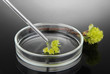 Chemical research in Petri dish on black background