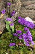 Flowers, tree bark and moss in forest close up
