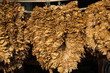 Dry tobacco