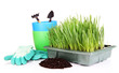 Seed box with seedling isolated on white