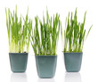 Seed boxes with seedling isolated on white
