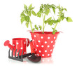 Young plant in bucket isolated on white
