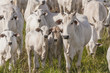Cows and bulls on a farm in Mato Grosso
