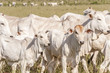Cows and bulls on a farm in Mato Grosso