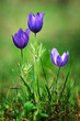 Pulsatilla patens