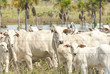 Cows and bulls on a farm in Mato Grosso