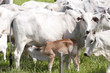 Cows and bulls on a farm in Mato Grosso