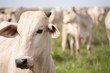 Cows and bulls on a farm in Mato Grosso